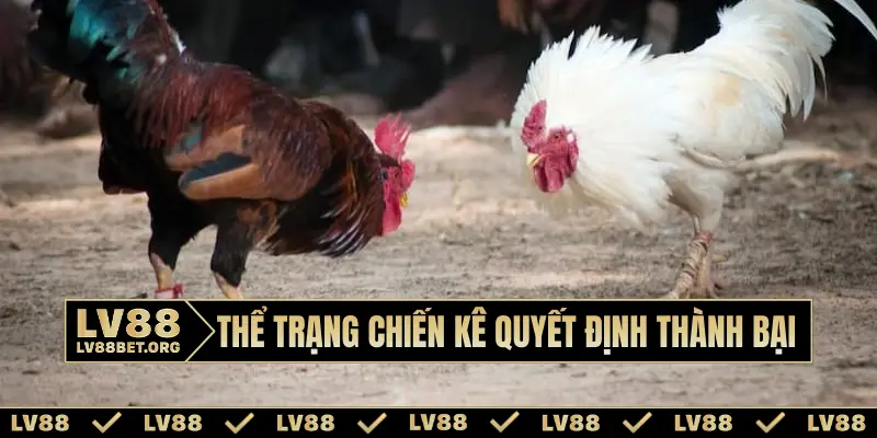 Thể trạng chiến kê quyết định thành bại